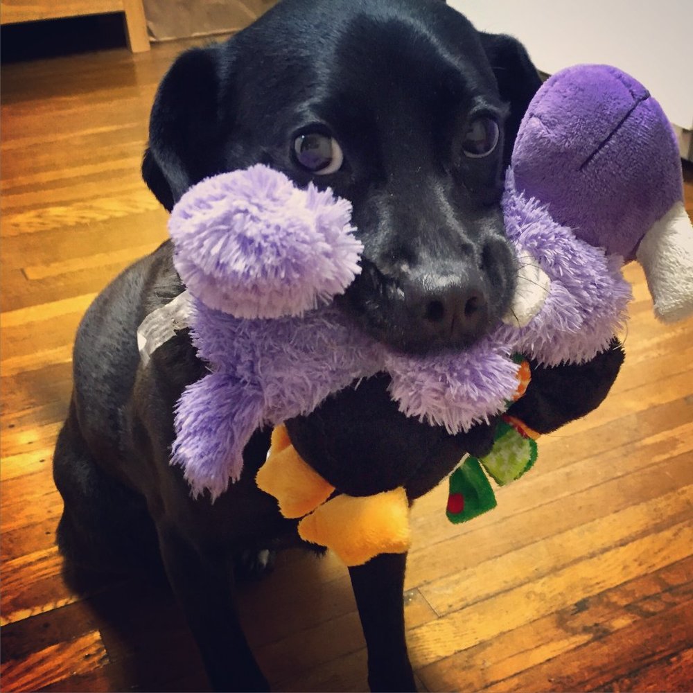 Meet your Posher, Angelia